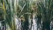 Rice field