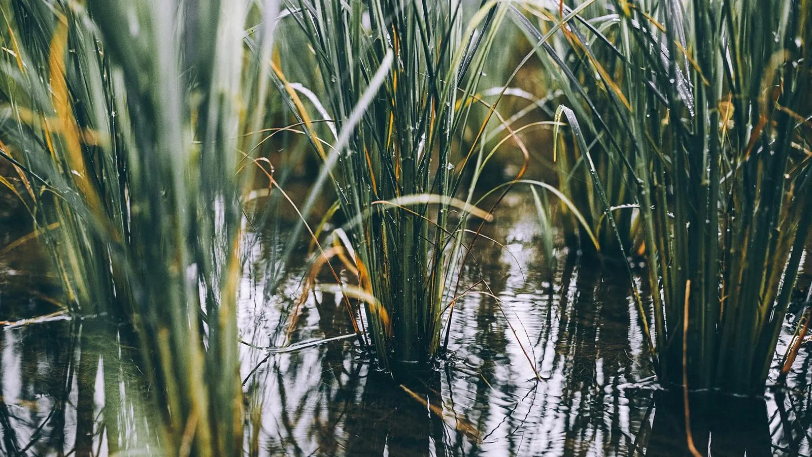 Rice field