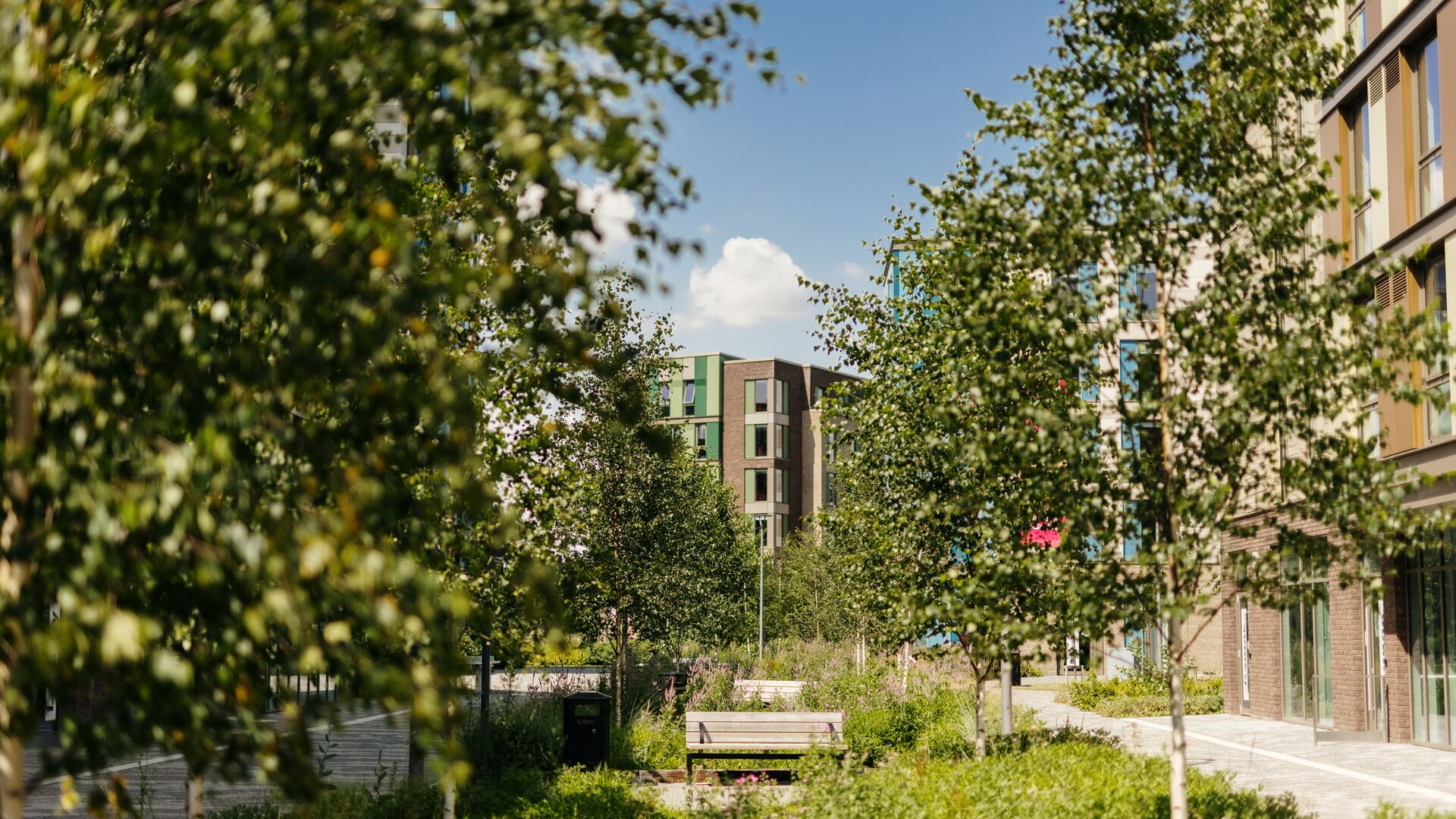 Westfield Court Accommodation Green Space.